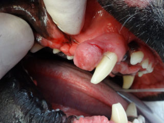 Oral-mass-dog-June-23-2014b